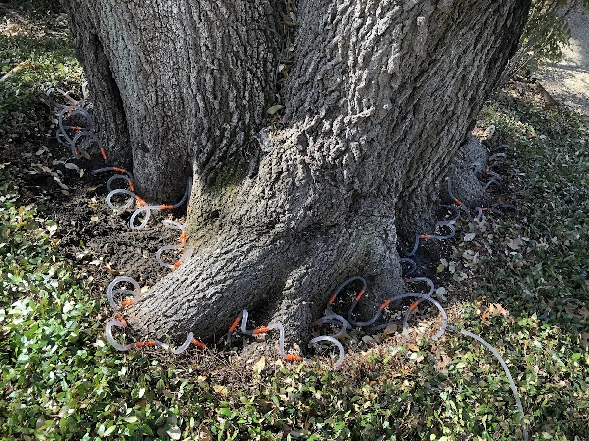 Detailed Tree Cabling and Bracing job site in Donahue