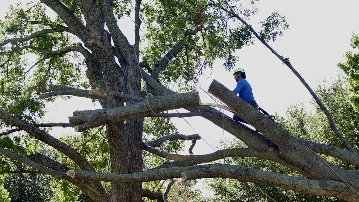 Professional Crown Thinning performed by certified arborists in Donahue